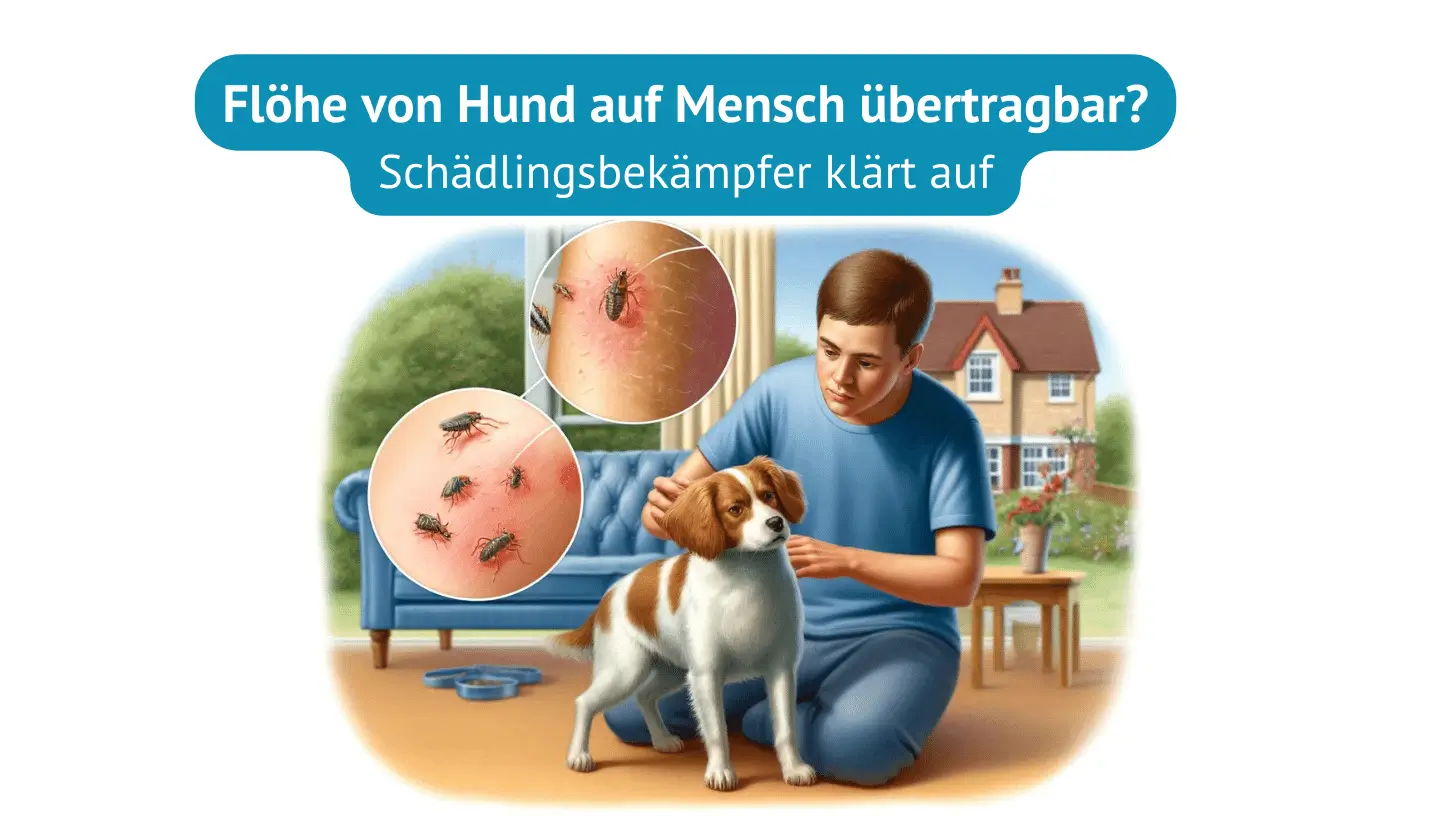 Flöhe von Hund auf Mensch