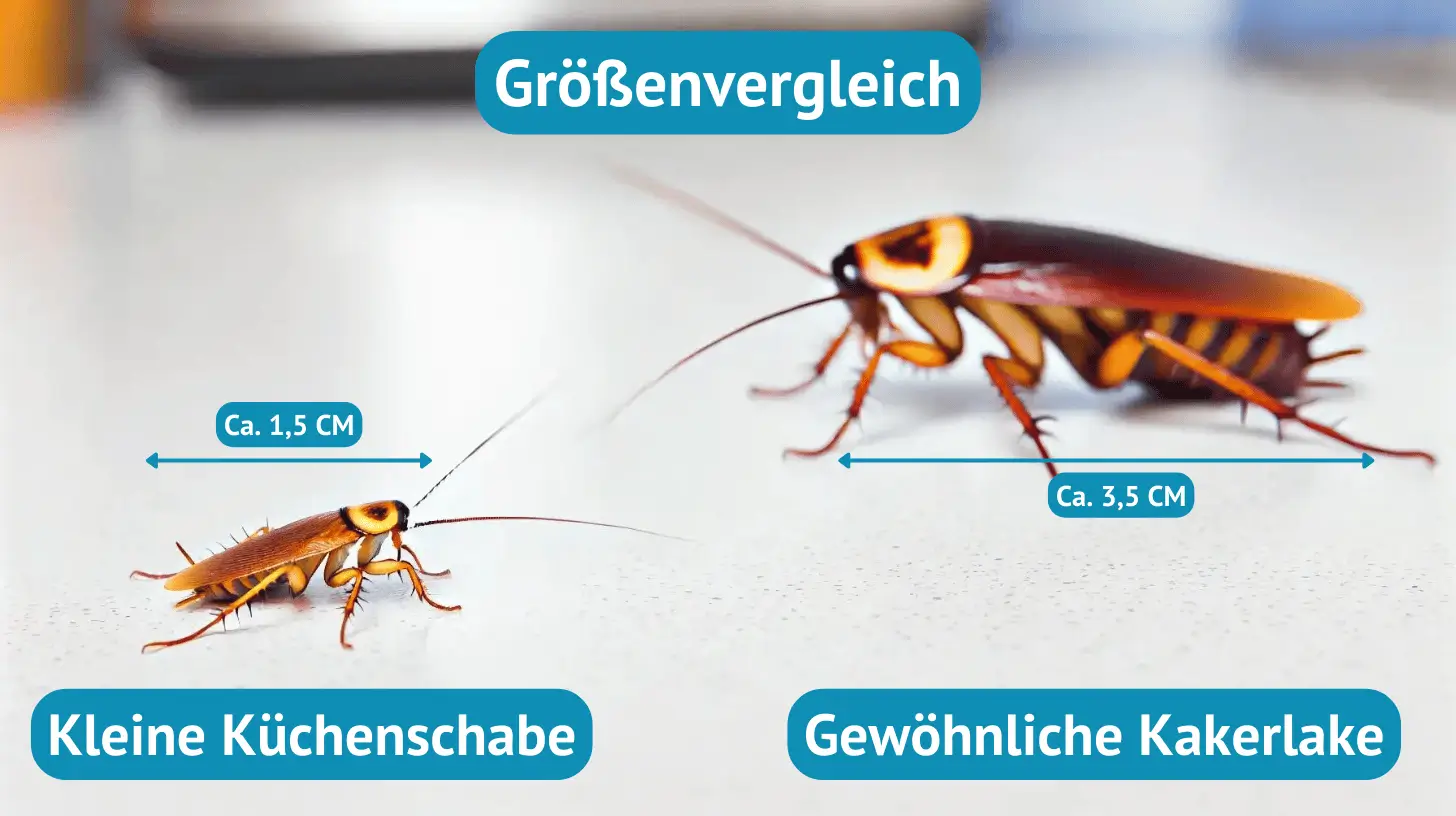 Kleine Küchenschabe und gewöhnliche Kakerlake im Größenvergleich