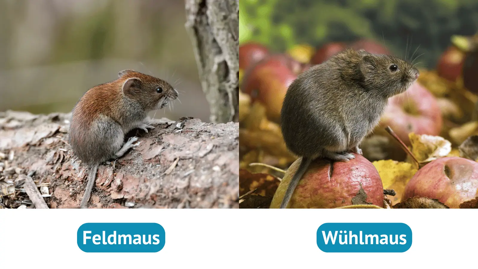 Feldmaus oder Wühlmaus
