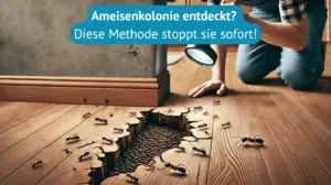 ameisenkolonie entdeckt