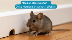 maus im haus was tun