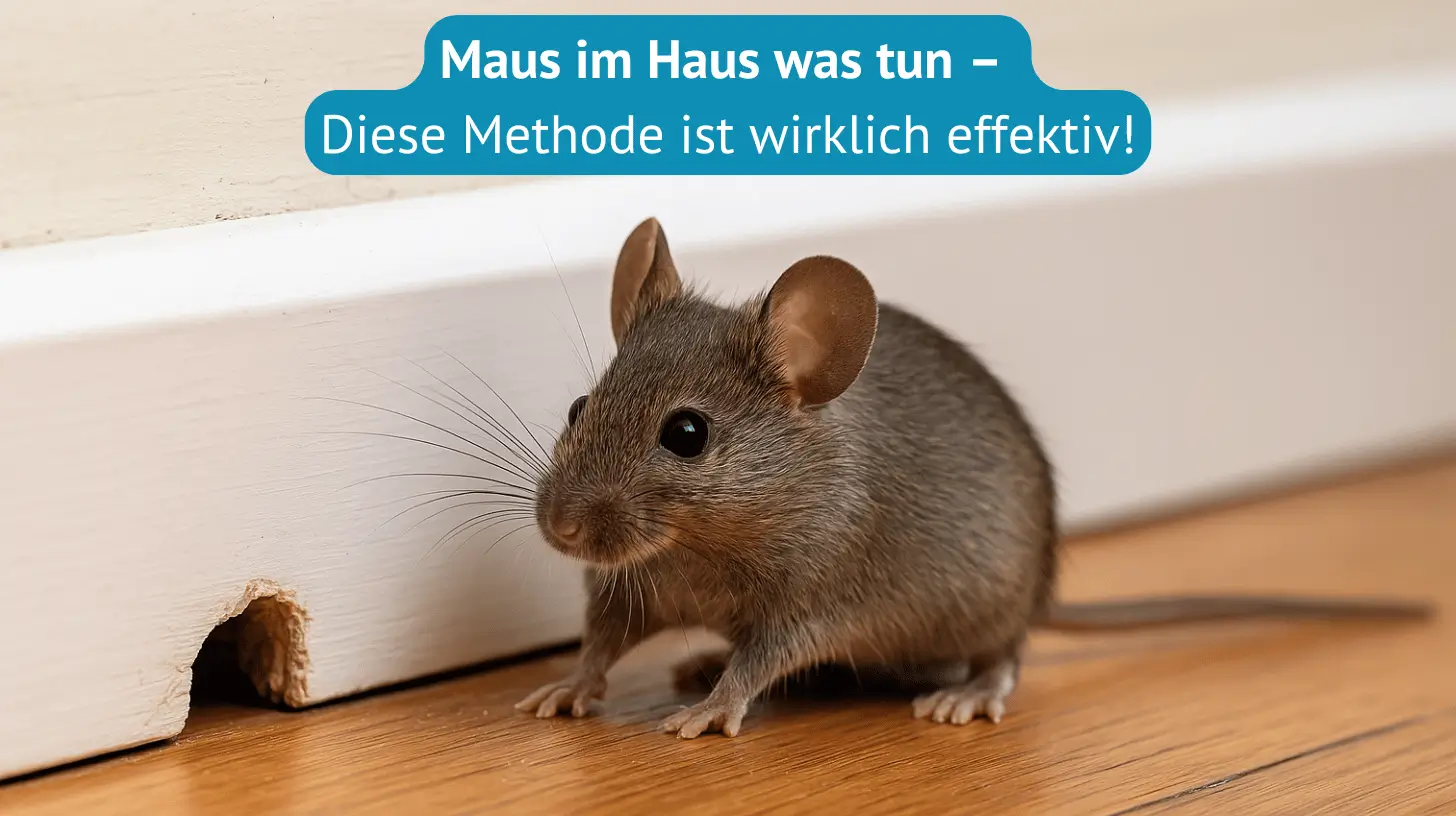 maus im haus was tun