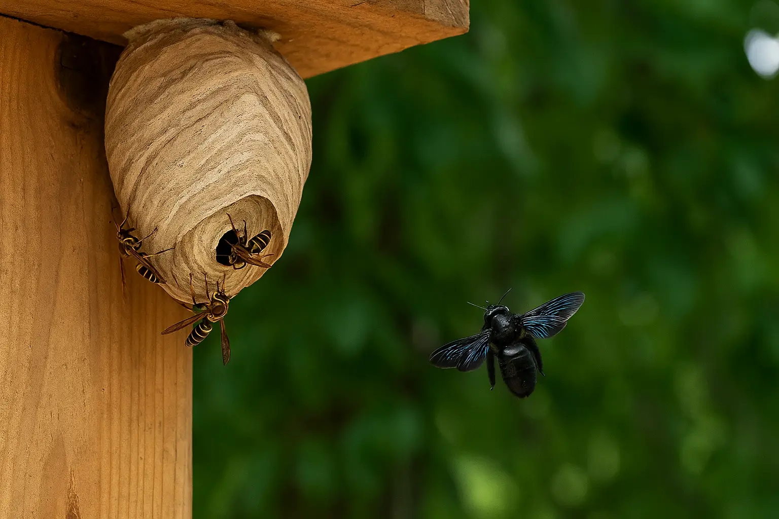 großes schwarzes Insekt mit Flügeln und Stachel-wie erkenne ich ob ein nest in der nähe ist