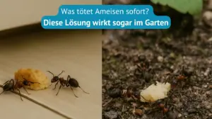 was tötet ameisen sofort