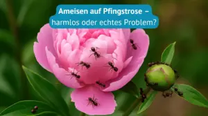 ameisen auf pfingstrose