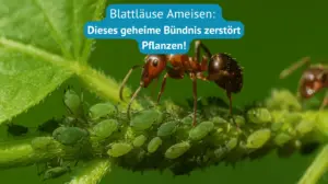 blattläuse ameisen