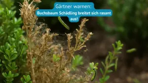 gärtner warnen buchsbaum schädling breitet sich rasant aus
