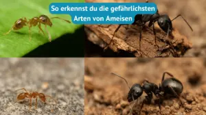 so erkennst du die gefährlichsten arten von ameisen