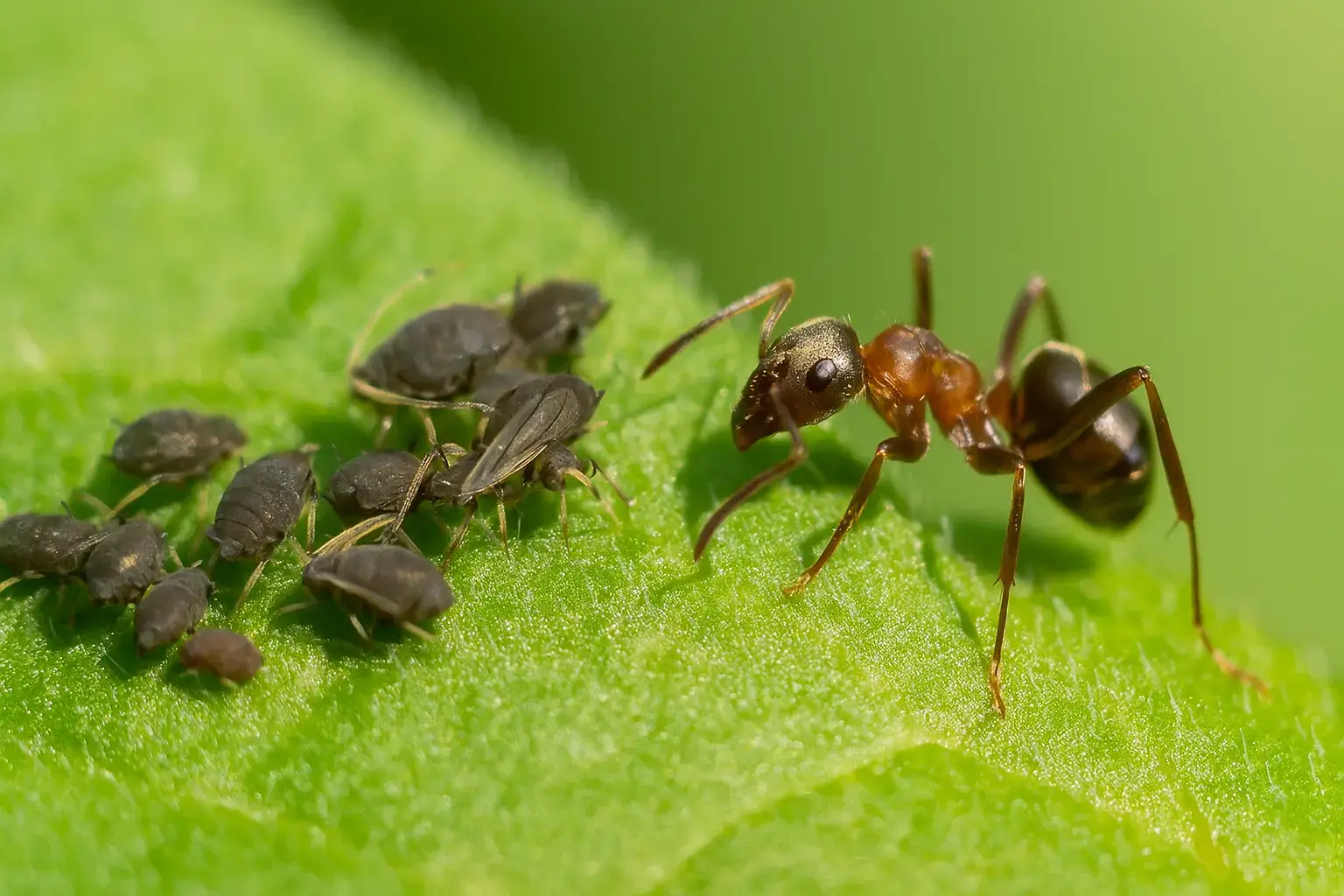 die Rolle der ameisen und warum du sie mitbekämpfen musst-fliegende blattläuse