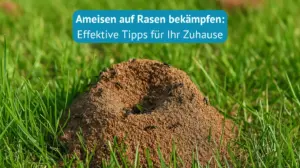 ameisen auf rasen bekämpfen