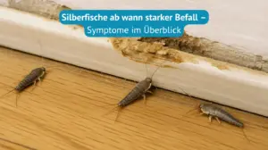 silberfische ab wann starker befall