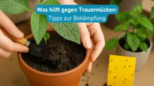 was hilft gegen trauermücken