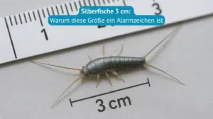 silberfische 3 cm