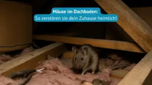 mäuse im dachboden