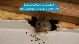 mäuse in zwischendecke