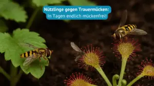 nützlinge gegen trauermücken