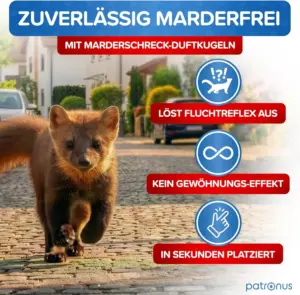 marder im dach