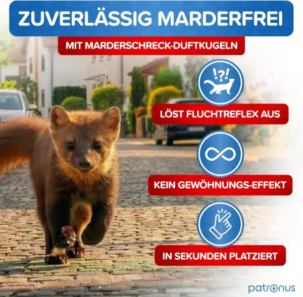 marder im dach