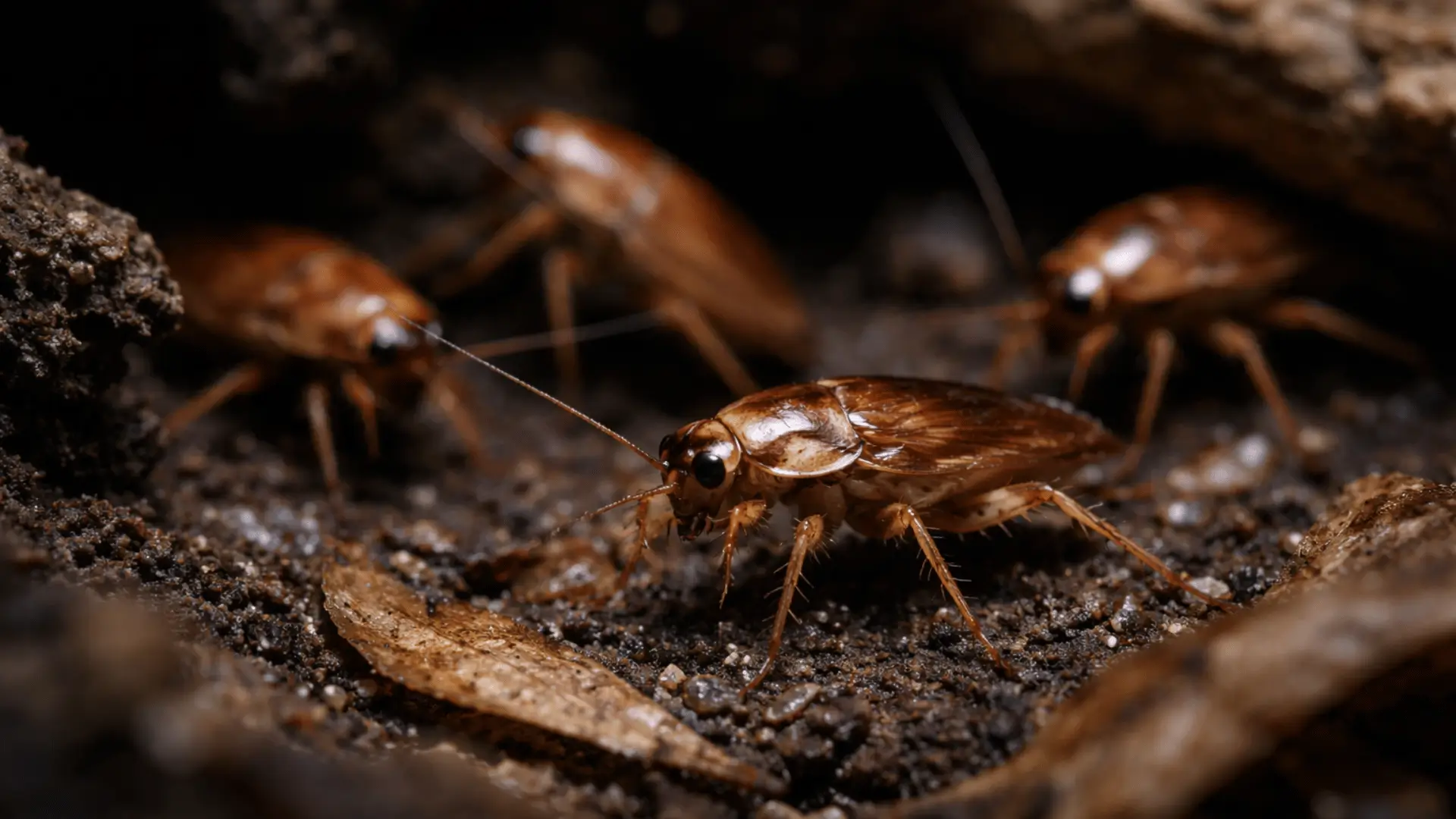 schaben insekten