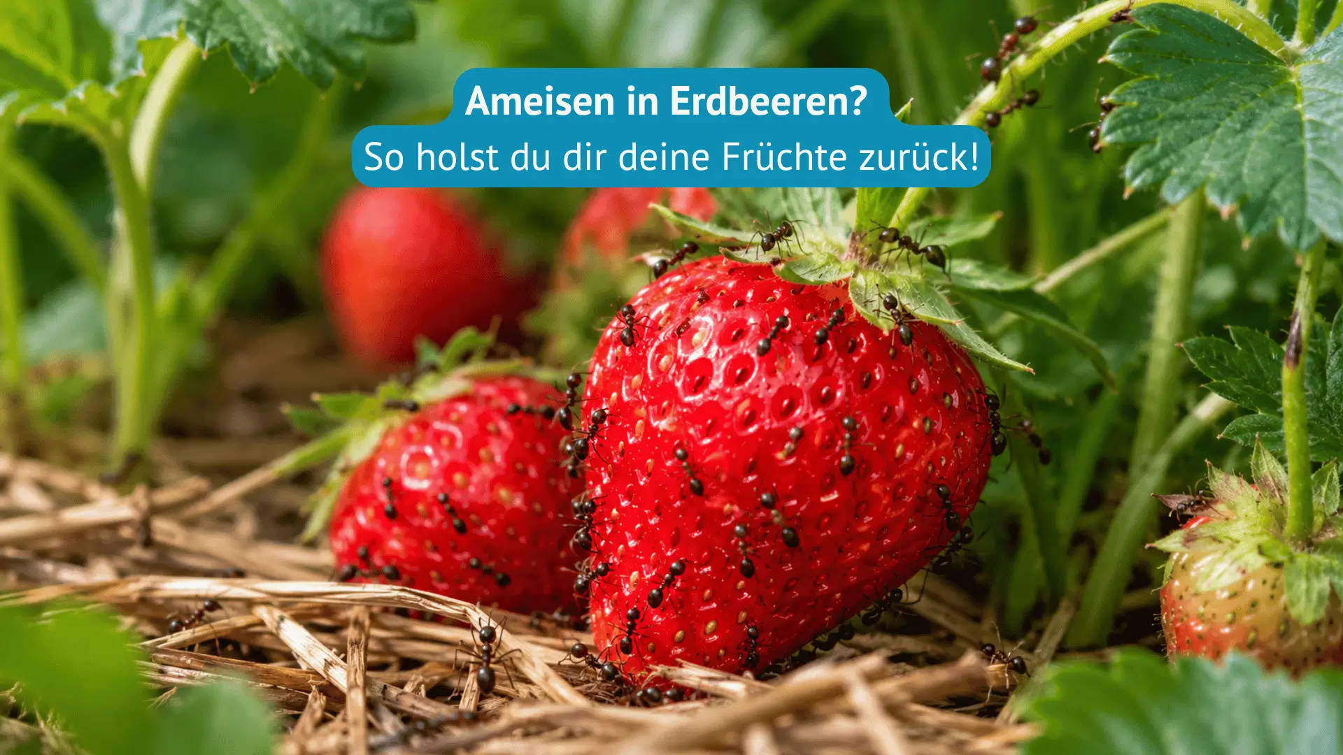 ameisen im erdbeeren