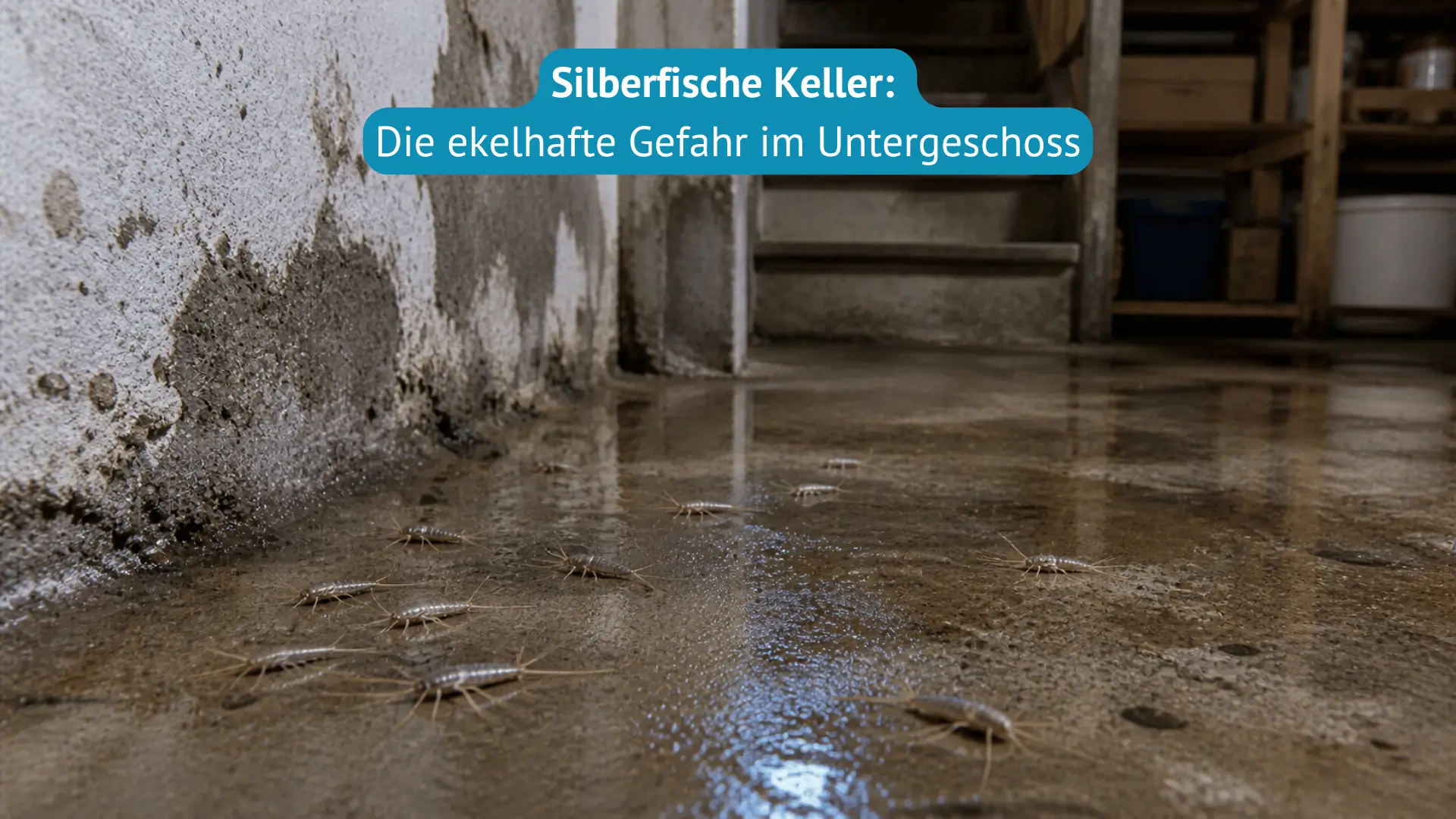 silberfische keller