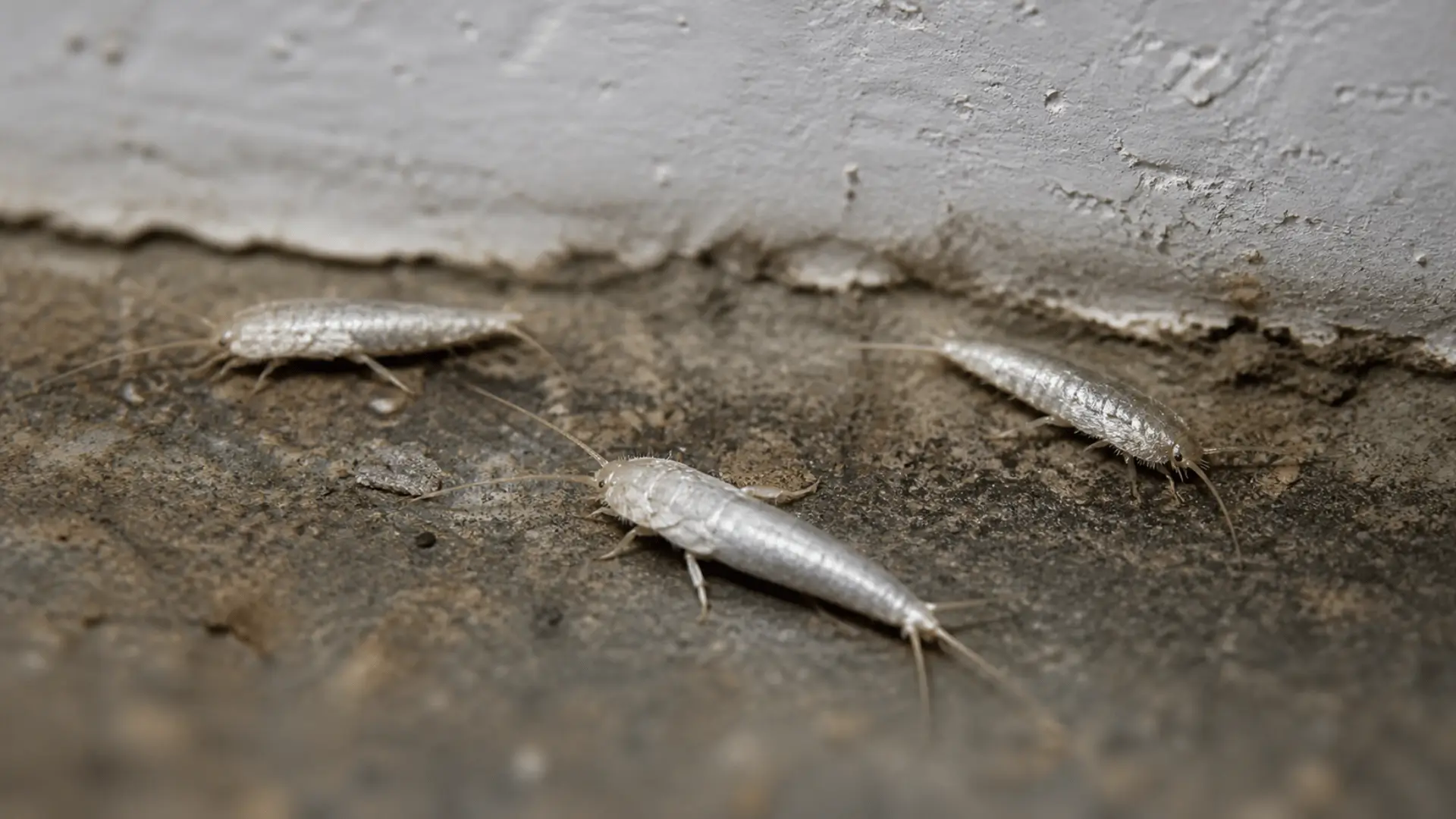 weiße silberfische