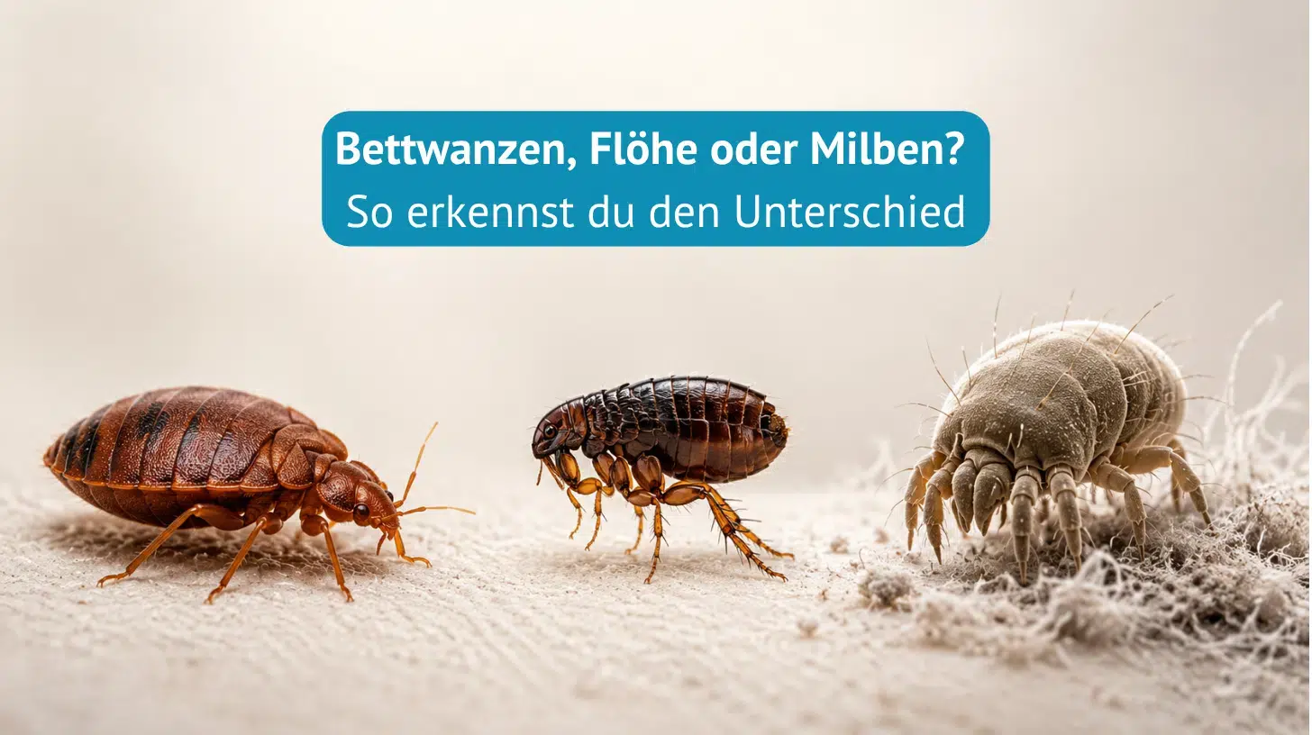 Bettwanzen, Flöhe oder Milben?