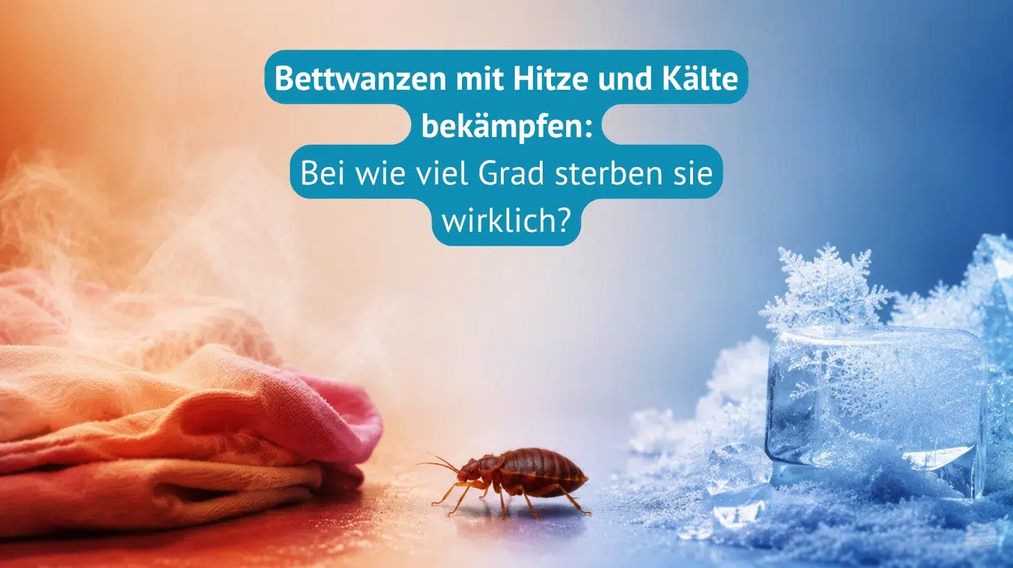 Bettwanzen mit Hitze und Kälte bekämpfen