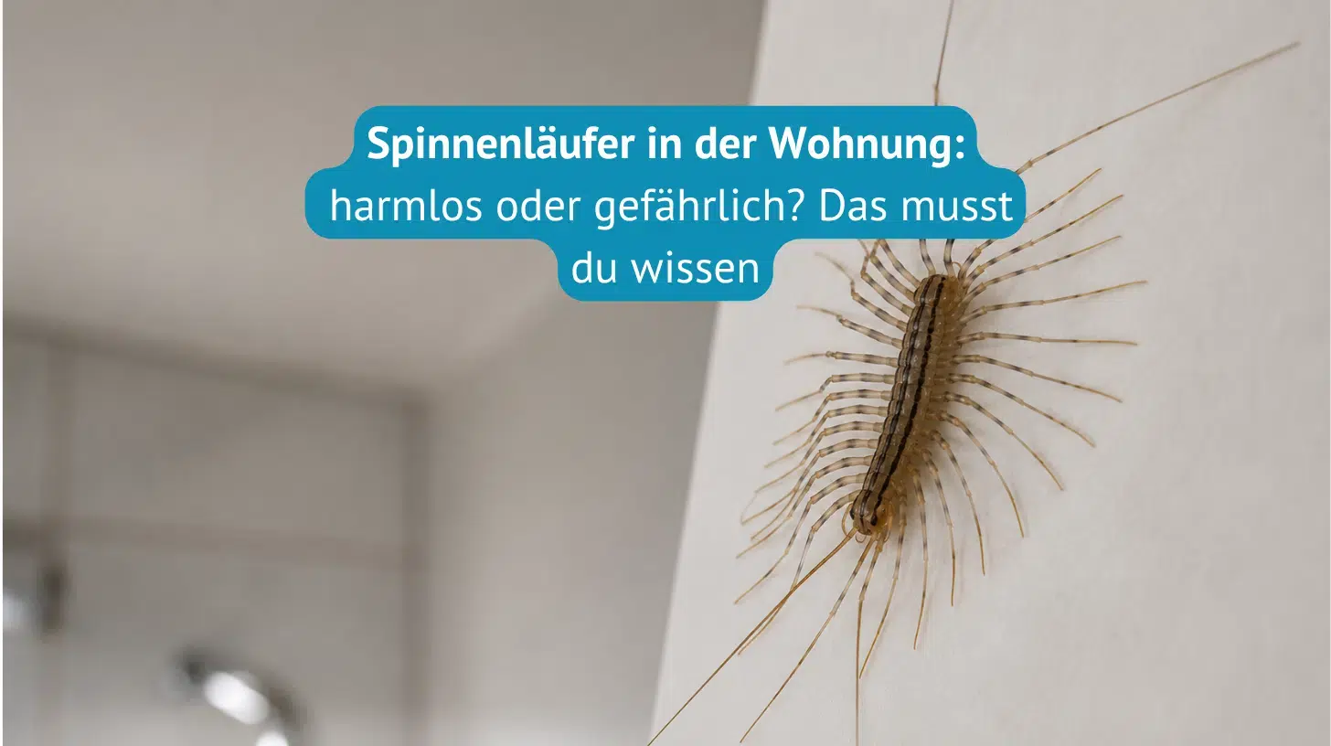 Spinnenläufer-Titelbild