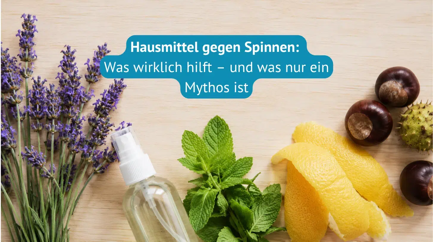Hausmittel gegen Spinnen