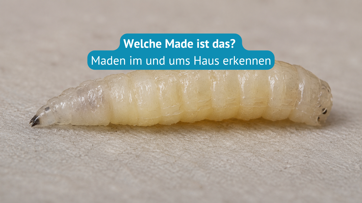 Welche Made ist das?