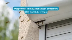 Wespennest-im-Rolladenkasten-entfernen