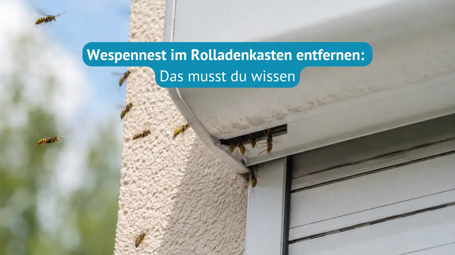 Wespennest-im-Rolladenkasten-entfernen