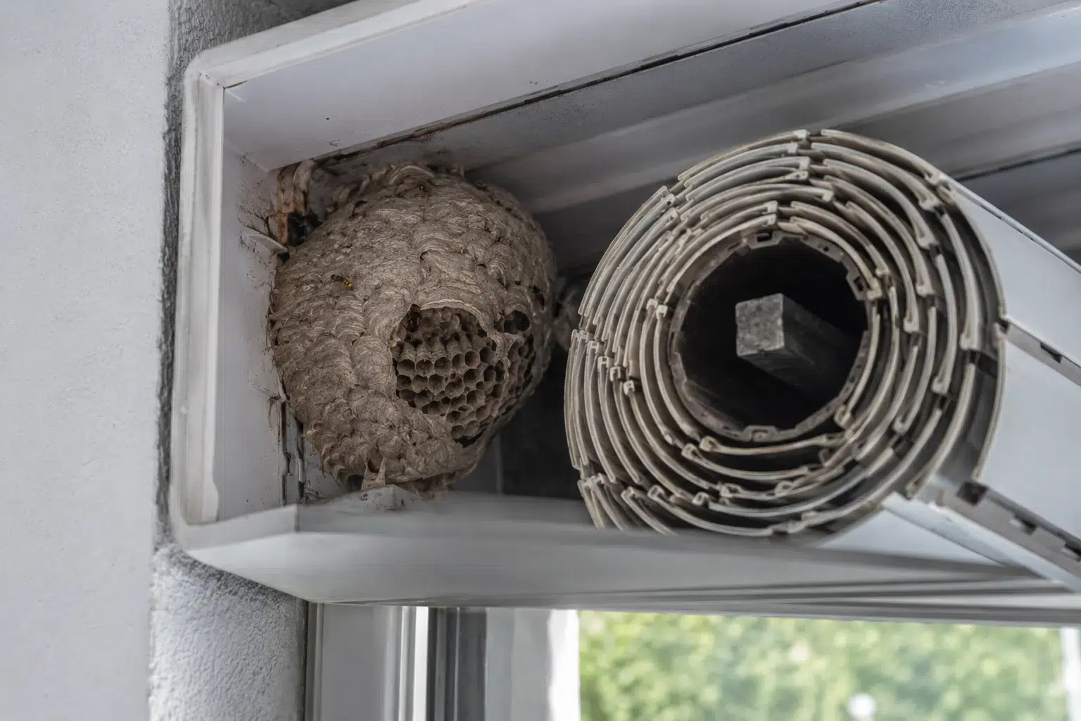Wespennest-im-Rolladenkasten-entfernen-Nest