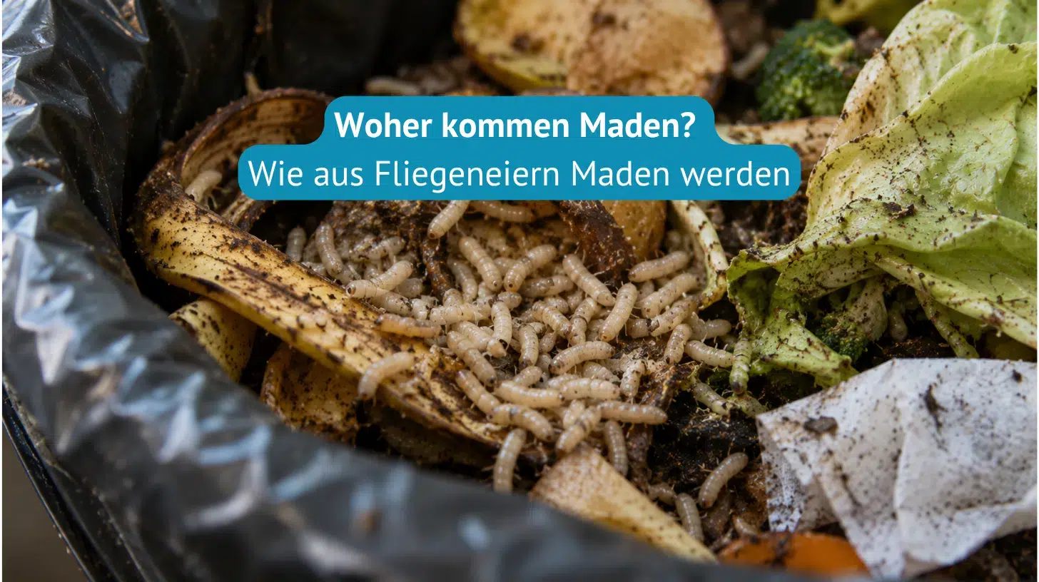 Woher kommen Maden