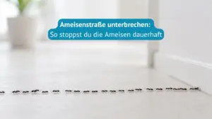 ameisenstraße-unterbrechen-Titel