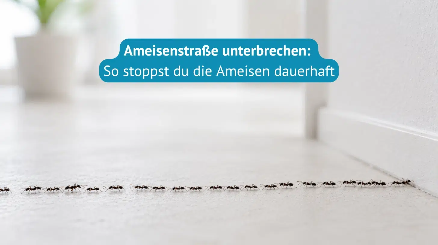 ameisenstraße-unterbrechen-Titel