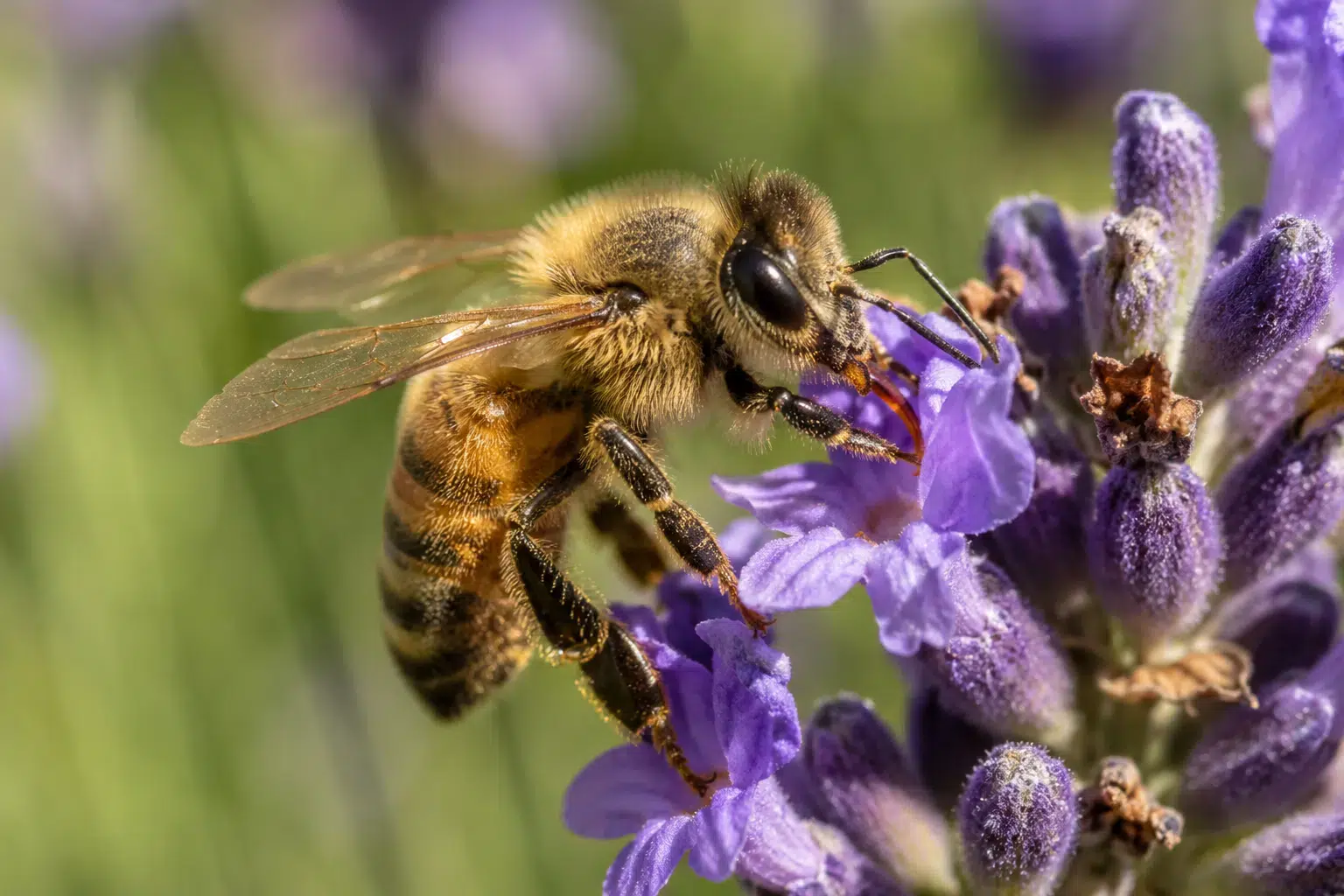 bienen oder wespen lavendel