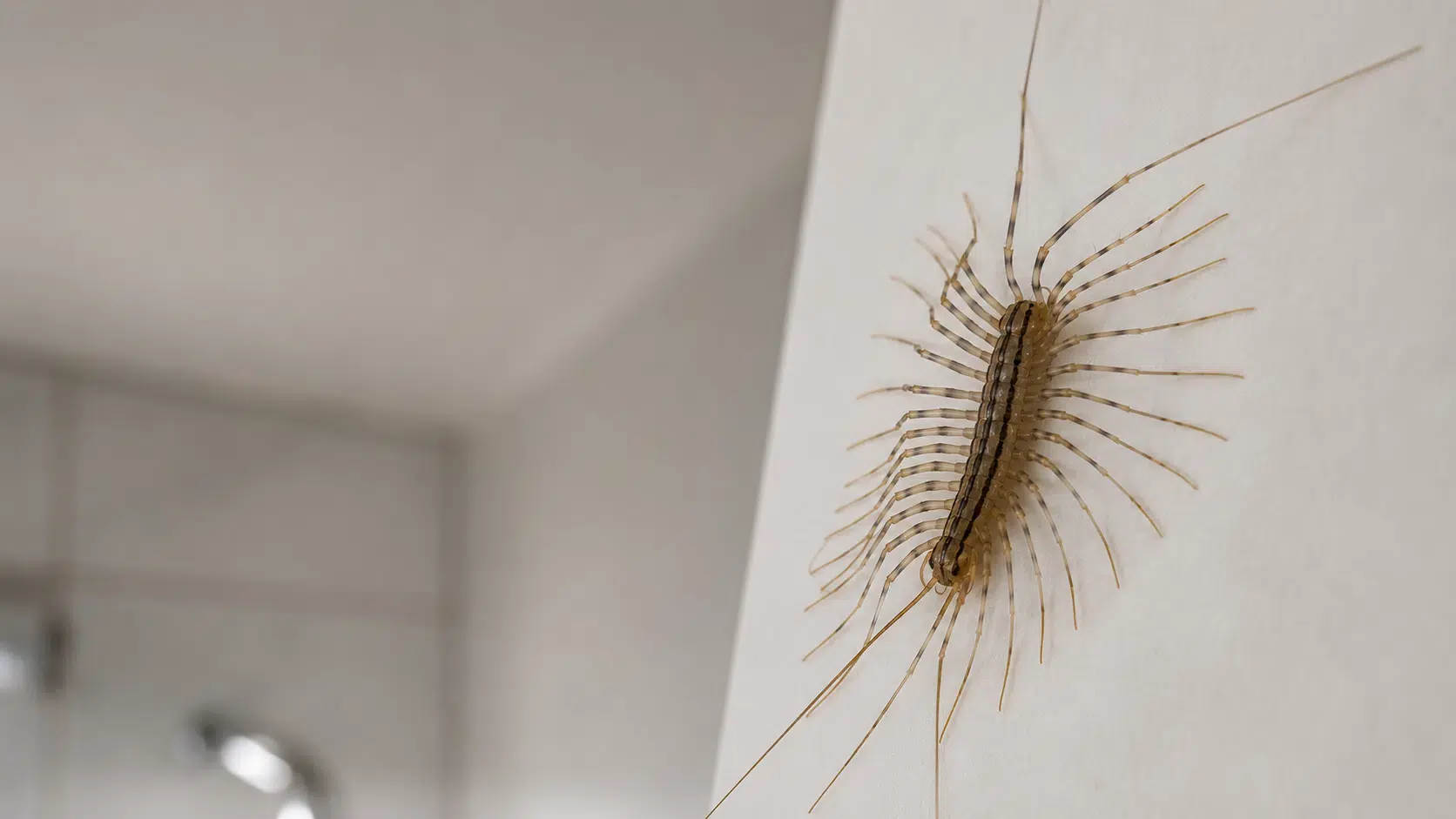 spinnenlaeufer-in-der-wohnung