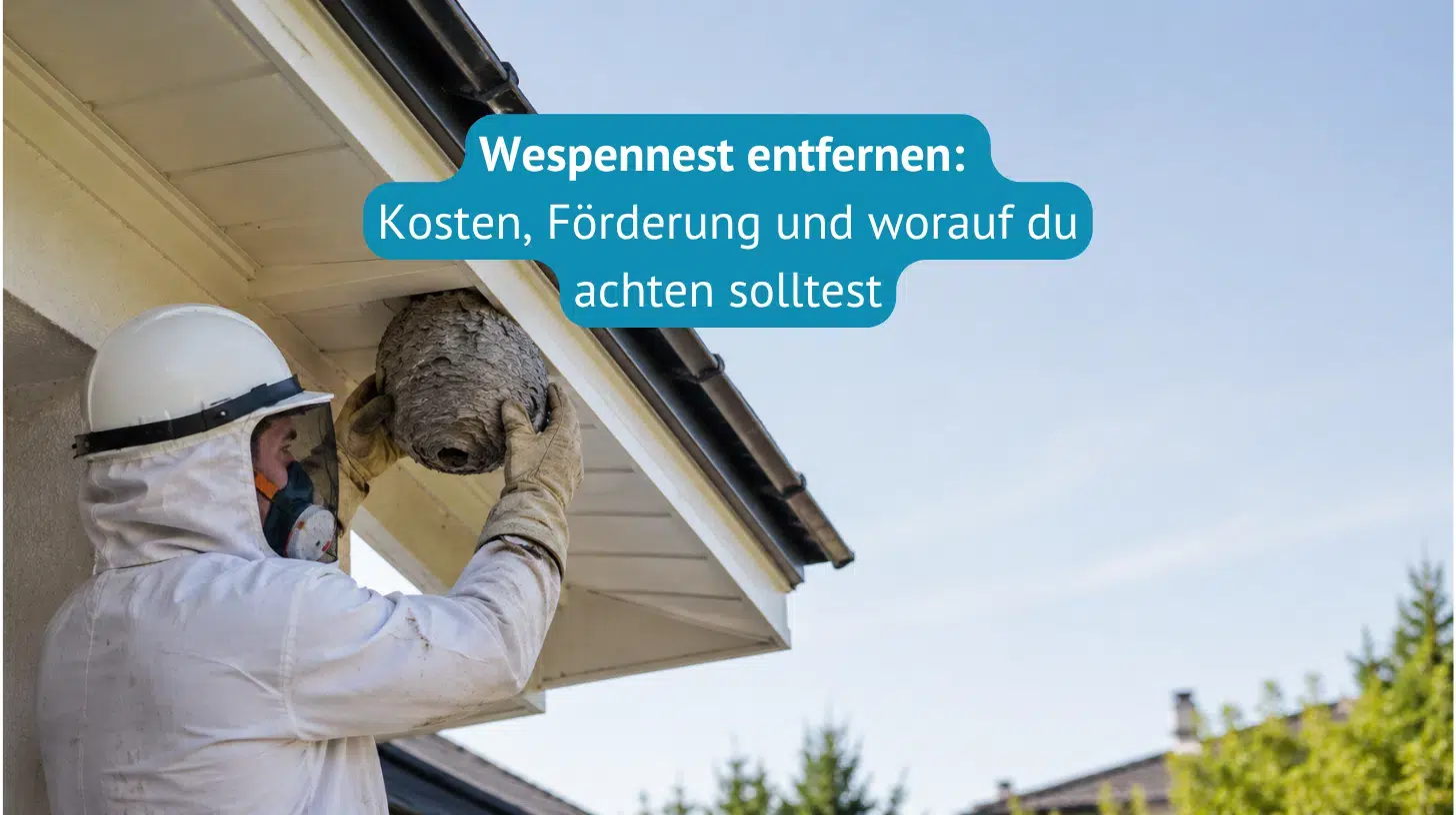 wespennest entfernen kosten