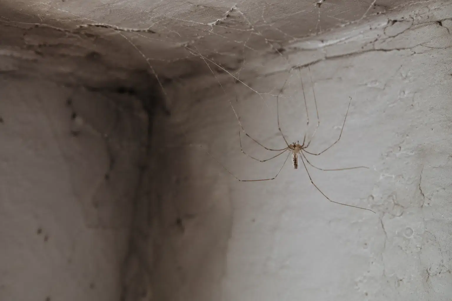zitterspinne-kellerecke