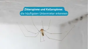 zitterspinne-kellerspinne-erkennen