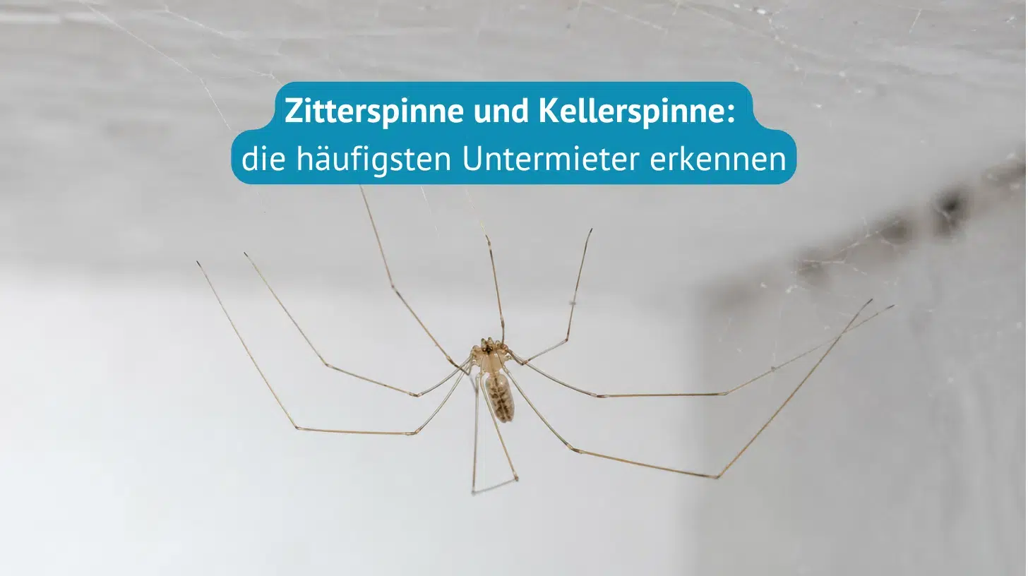 zitterspinne-kellerspinne-erkennen