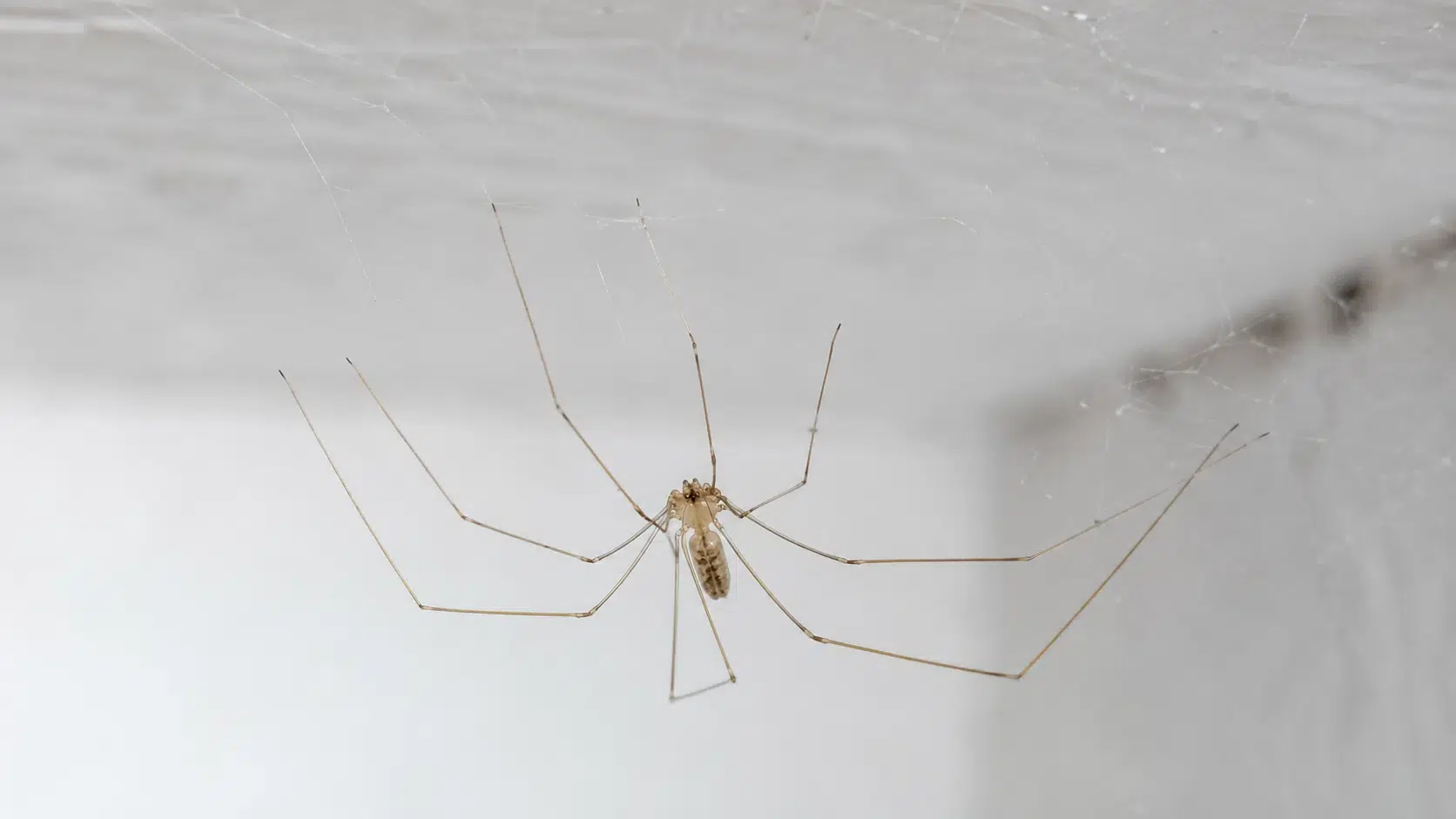 zitterspinne-kellerspinne-erkennen