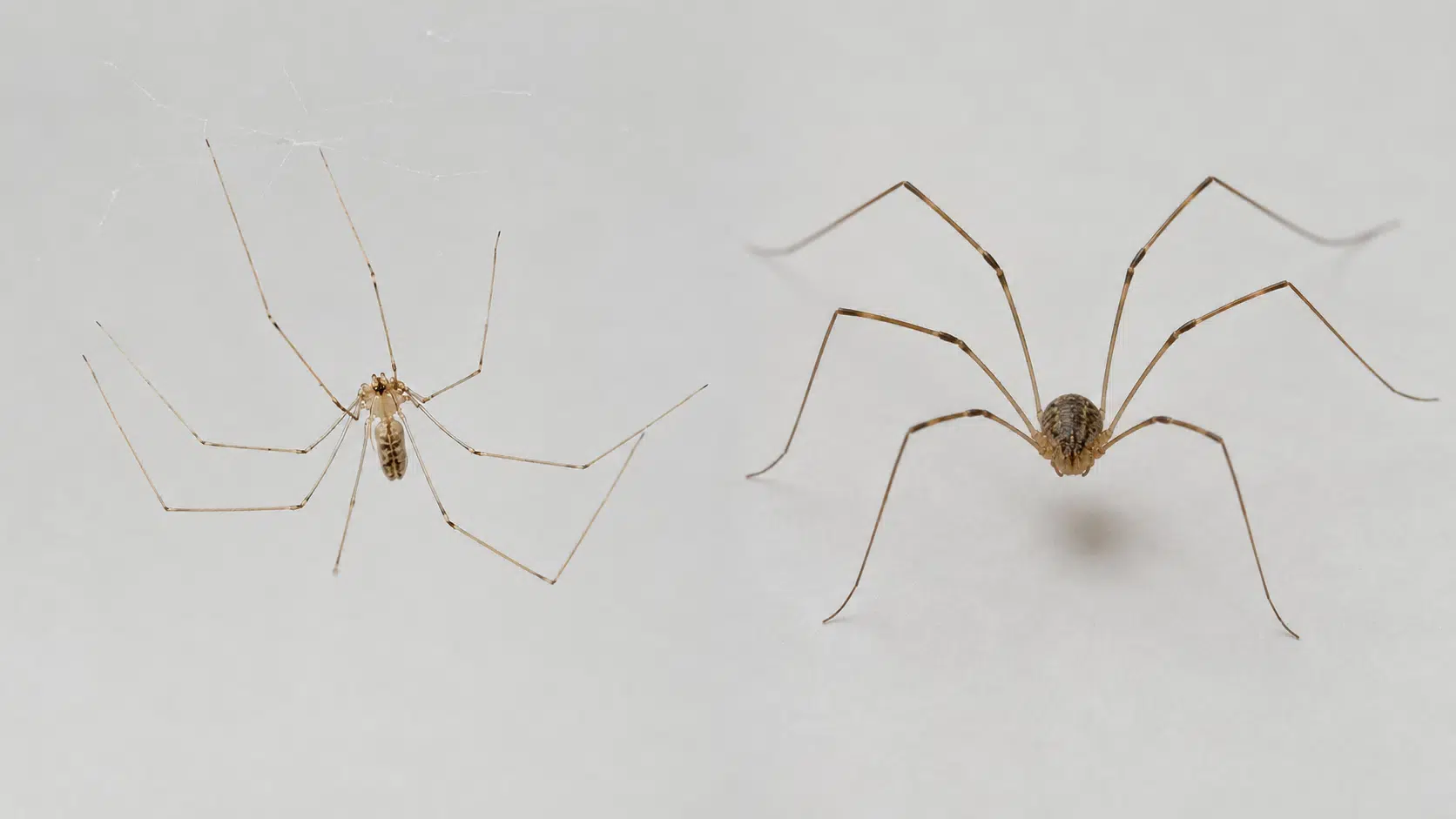zitterspinne-weberknecht-vergleich