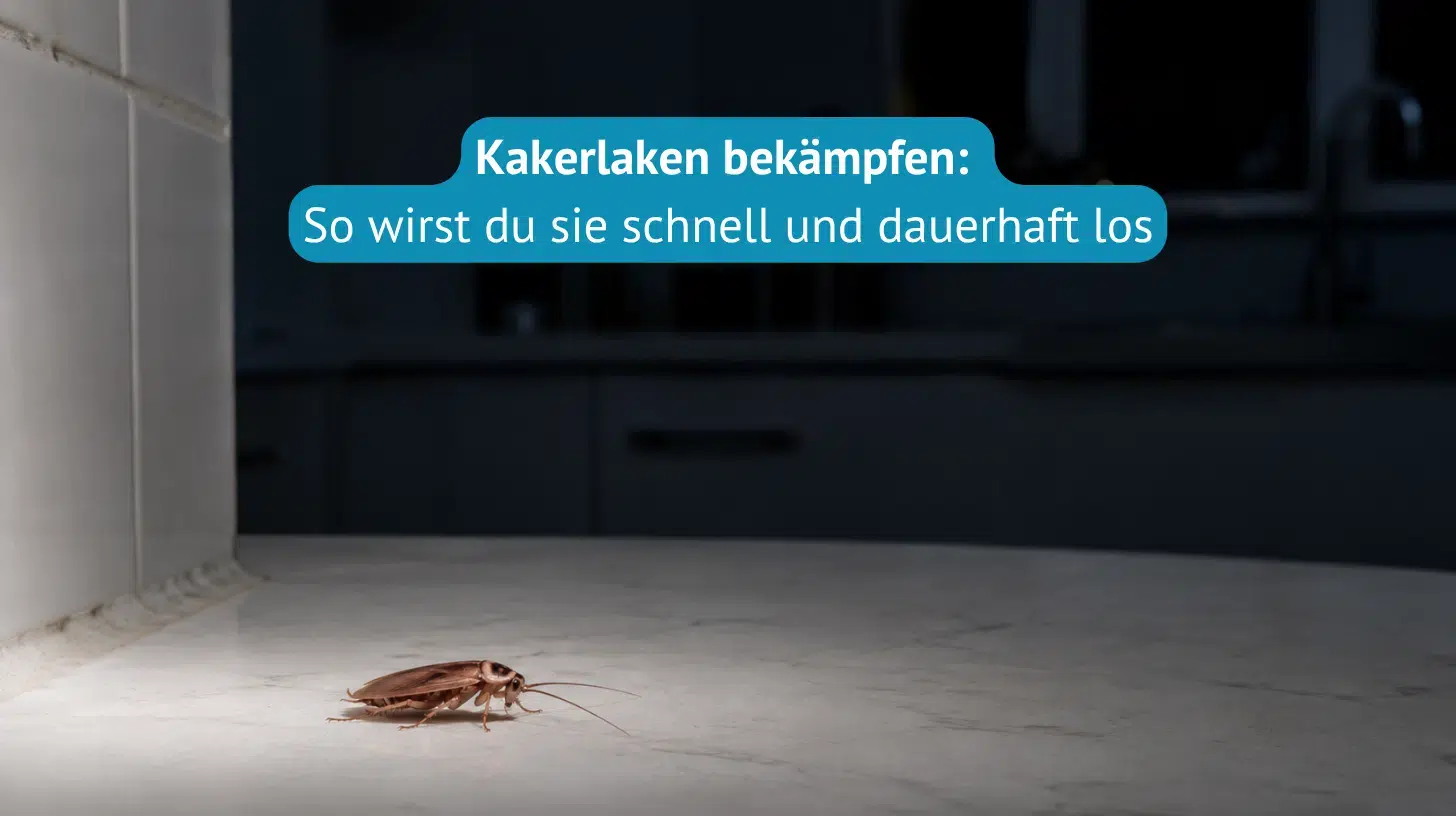 Kakerlaken-bekämpfen-Titel