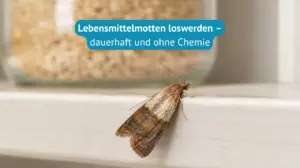 Lebensmittelmotten-loswerden