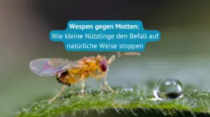 Wespen gegen Motten