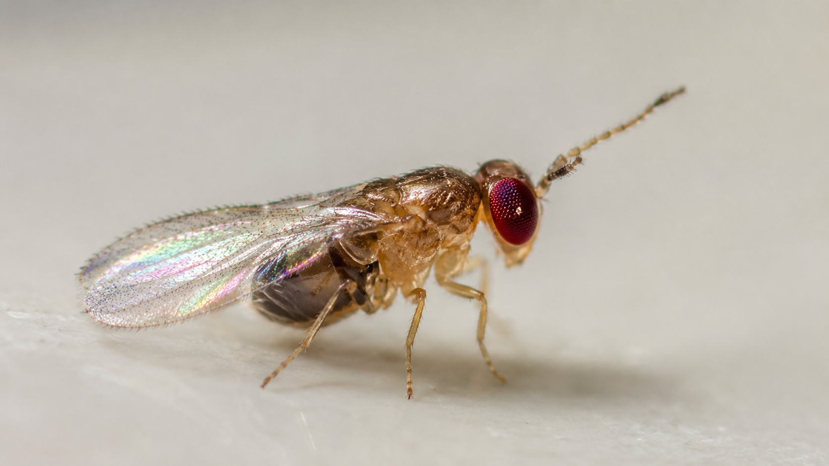 Wie viele Schlupfwespen brauche ich Makro