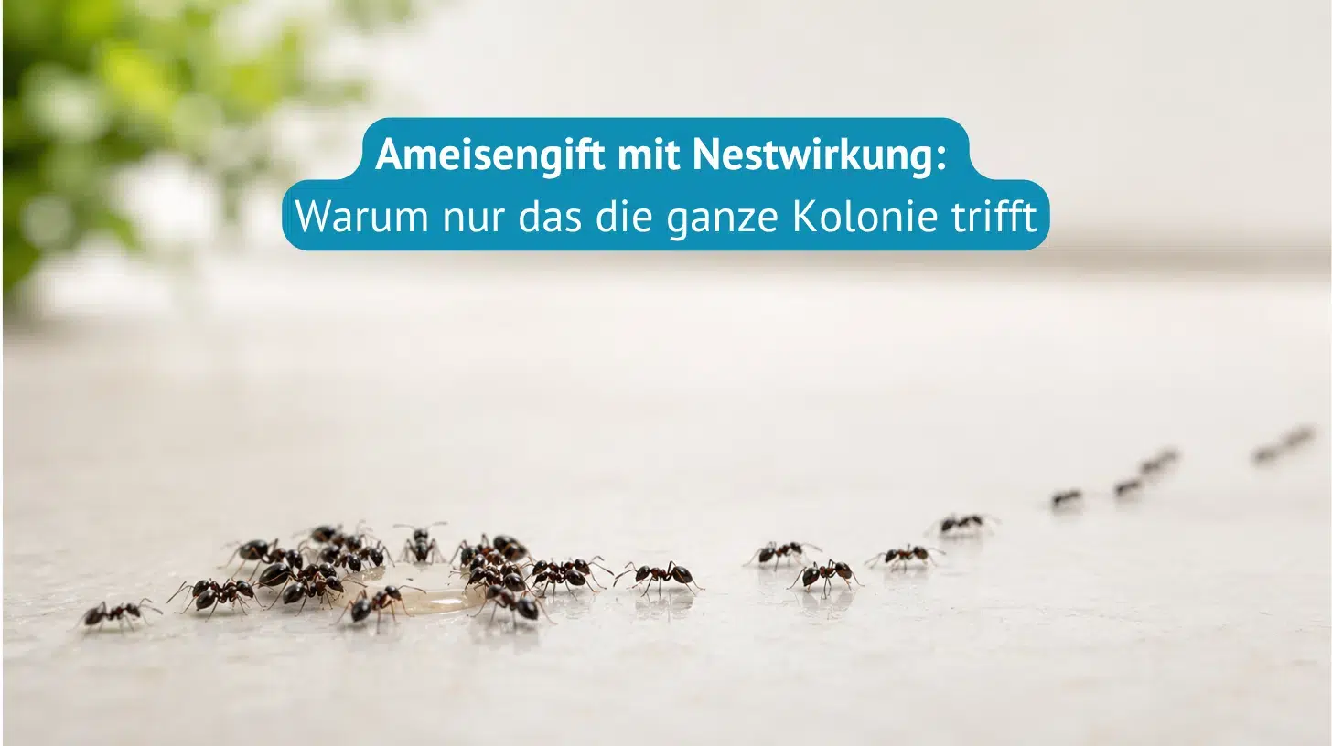 ameisengift-mit-nestwirkung-Titel
